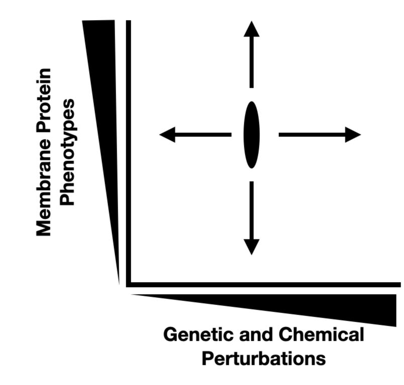 genotype phenotype landscape