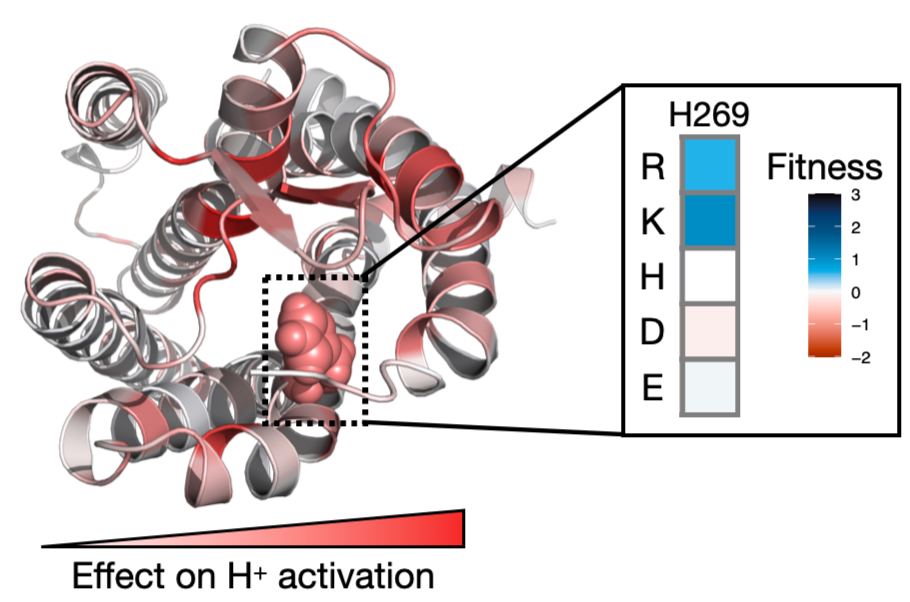 GPCR